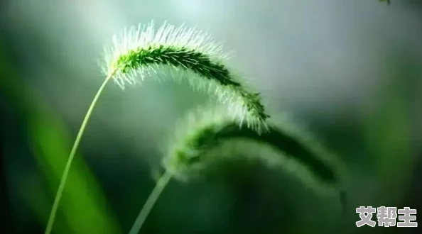 芦苇荡里的母爱：在风中摇曳的温暖与坚韧，诉说着无私奉献的动人故事与深厚情感