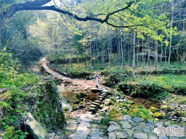 七日世界交易方法全面介绍及最新市场动态解析