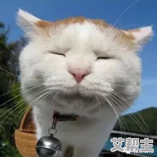 出发吧麦芬！解锁猫猫包全攻略，新增限时活动及隐藏彩蛋指南